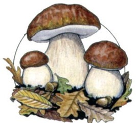 Immagine che raffigura Servizio di certificazione gratuita per la commestibilità dei funghi epigei raccolti dai cittadini